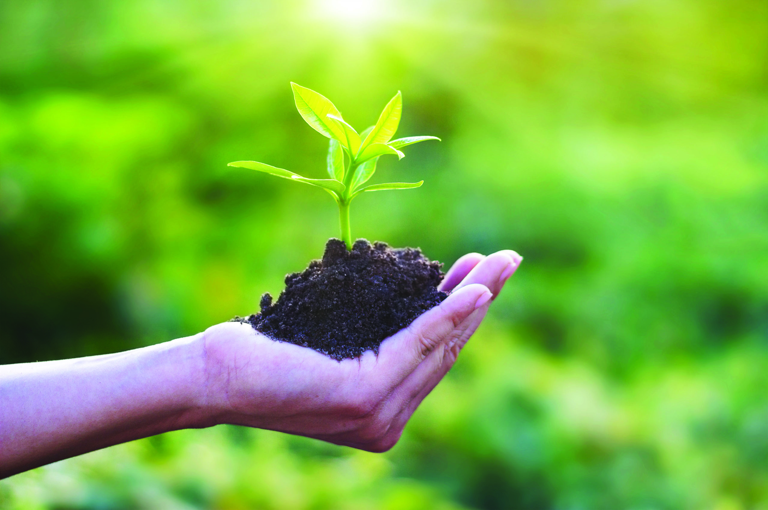 Human hand holding young plant with soil on nature background, Ecology, Investment, CSR, New Life concept
